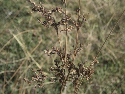 Juncus usitatus, photographed by Paul Bell-Butler