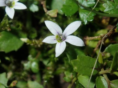 Lobelia pedunculata, photographed by Thomas Mesaglio