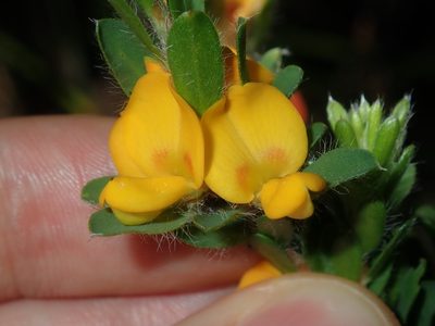 Pultenaea tuberculata, photographed by Thomas Mesaglio