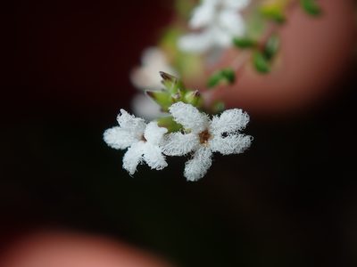 Leucopogon microphyllus, photographed by Thomas Mesaglio