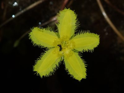 Nymphoides geminata, photographed by Thomas Mesaglio