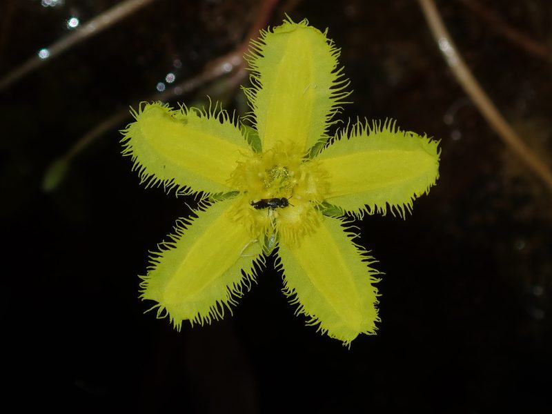 Nymphoides geminata, photographed by Thomas Mesaglio