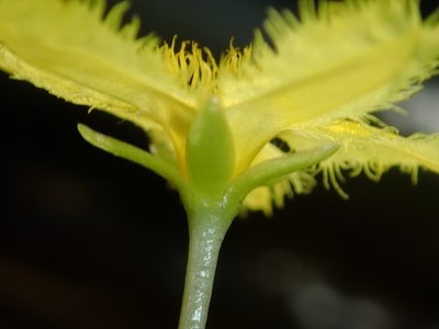 Nymphoides geminata, photographed by Thomas Mesaglio
