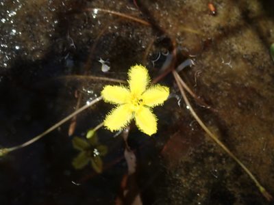 Nymphoides geminata, photographed by Thomas Mesaglio