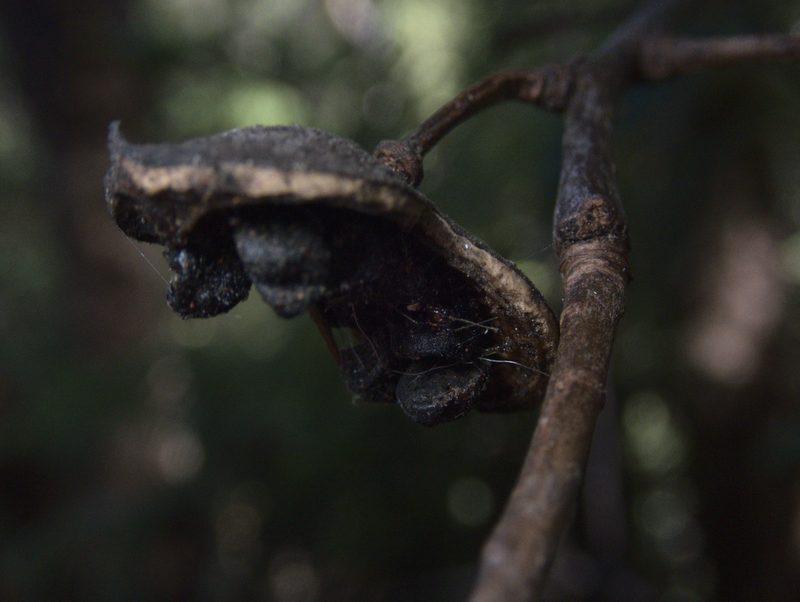 Pittosporum huttonianum, photographed by Paul Bell-Butler