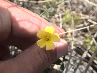 Oxalis rubens, photographed by Paul Bell-Butler