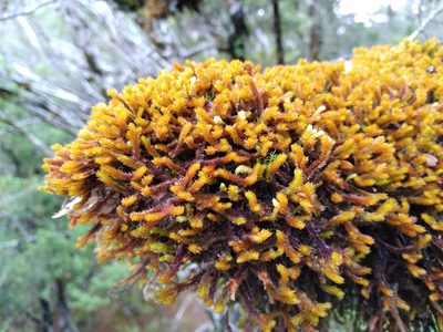 Chandonanthus squarrosus, photographed by Leon Perrie