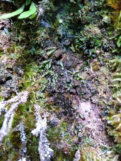 Hymenophyllum armstrongii, photographed by Leon Perrie
