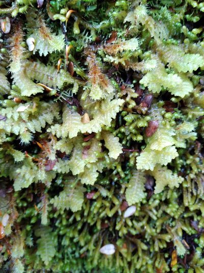 Lepidogyna hodgsoniae, photographed by Leon Perrie
