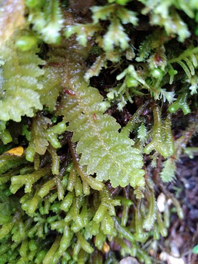 Lepidogyna hodgsoniae, photographed by Leon Perrie