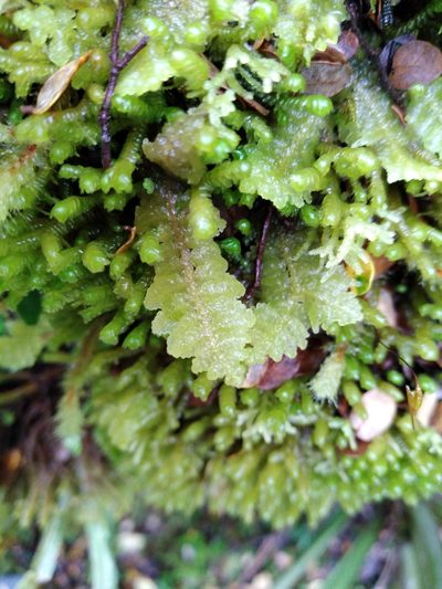 Lepidogyna hodgsoniae, photographed by Leon Perrie