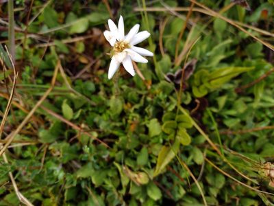 Celmisia glandulosa, photographed by Leon Perrie