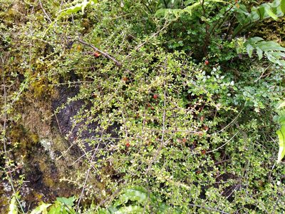 Coprosma depressa, photographed by Leon Perrie