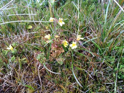Euphrasia cockayneana, photographed by Leon Perrie