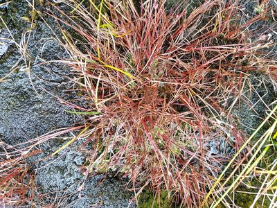 Juncus bulbosus, photographed by Leon Perrie
