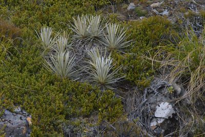 Celmisia armstrongii, photographed by Christopher Stephens