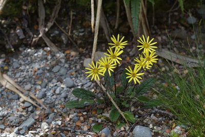 Brachyglottis lagopus, photographed by Christopher Stephens