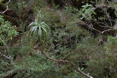 Dracophyllum traversii, photographed by Christopher Stephens