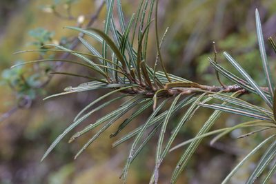 Pseudopanax linearis, photographed by Christopher Stephens