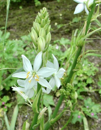 Trihesperus glaucus, photographed by Jean-Paul Boerekamps