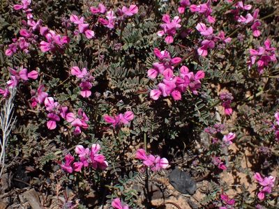 Indigofera declinata, photographed by Di Turner