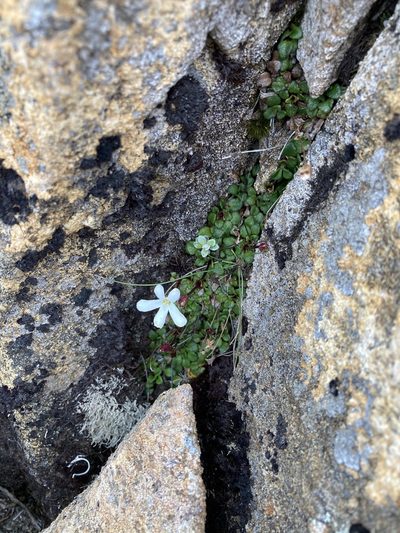 Ourisia integrifolia, photographed by krumpianking