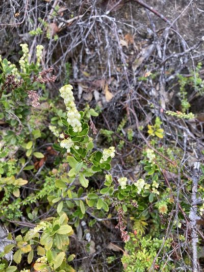 Tetracarpaea tasmannica, photographed by krumpianking