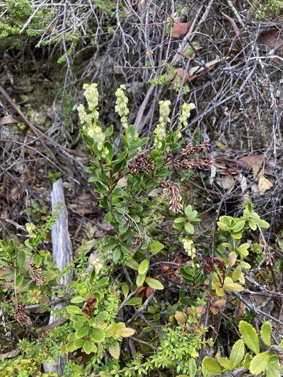 Tetracarpaea tasmannica, photographed by krumpianking