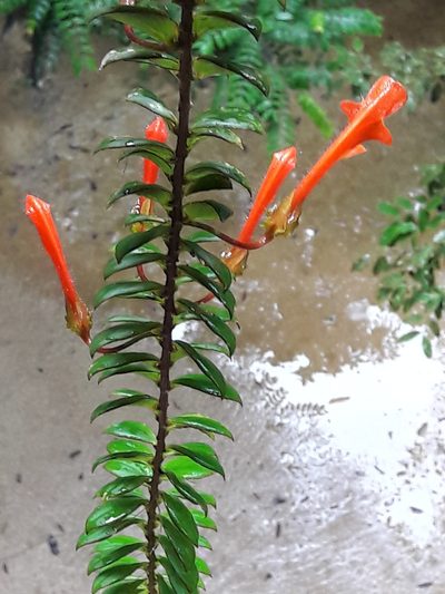 Columnea oerstediana, photographed by Denis Bastianelli