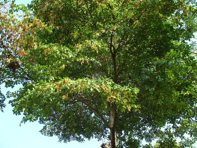 Terminalia amazonia, photographed by Alexis López Hernández