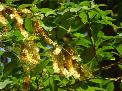 Terminalia amazonia, photographed by Alexis López Hernández