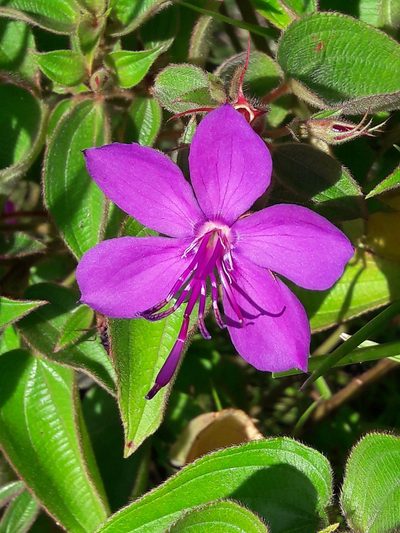 Rhynchanthera grandiflora, photographed by Denis Bastianelli
