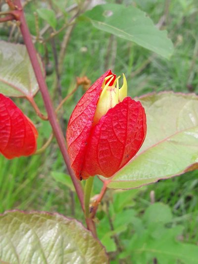 Passiflora coccinea, photographed by Denis Bastianelli