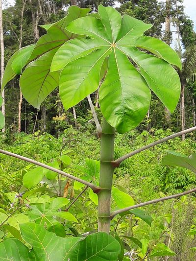 Cecropia obtusa, photographed by Denis Bastianelli