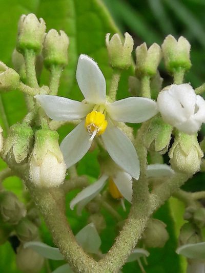 Solanum rugosum, photographed by Denis Bastianelli