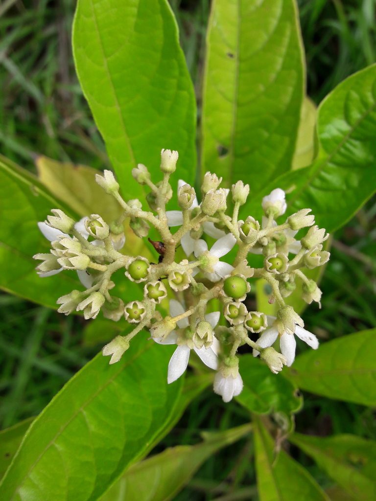 Solanum rugosum, photographed by Denis Bastianelli