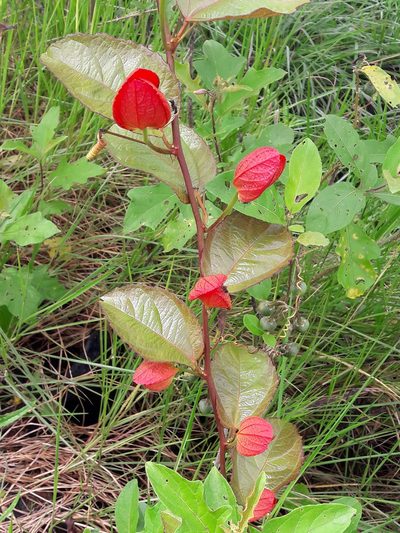 Passiflora coccinea, photographed by Denis Bastianelli