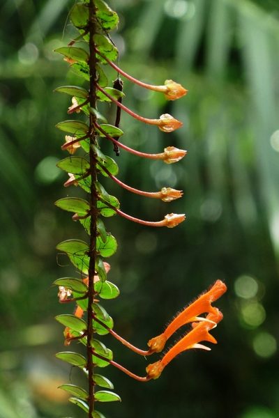 Columnea oerstediana, photographed by Denis Bastianelli