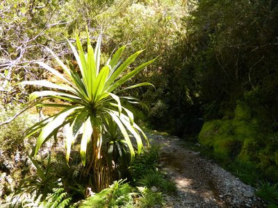 Cordyline indivisa, photographed by Nicholas Allen