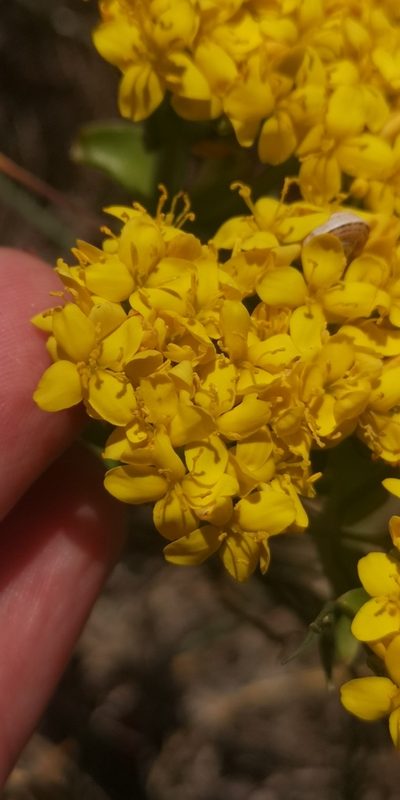 Sebaea ambigua, photographed by leandra-k_89