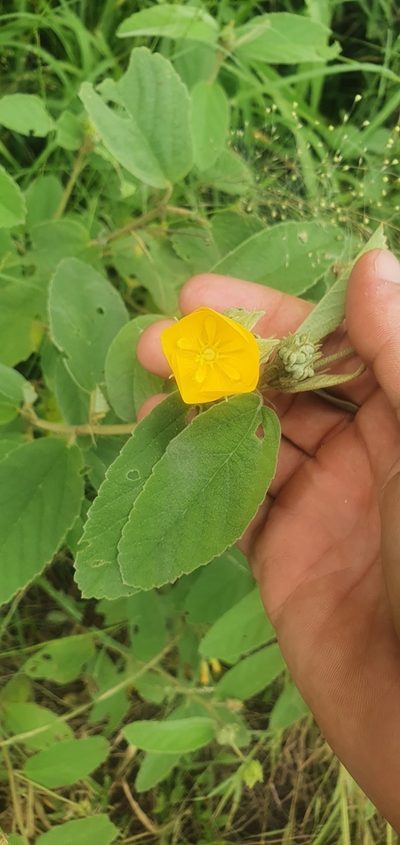 Melhania acuminata, photographed by Nic Knott-Craig
