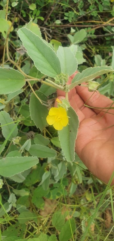 Melhania acuminata, photographed by Nic Knott-Craig