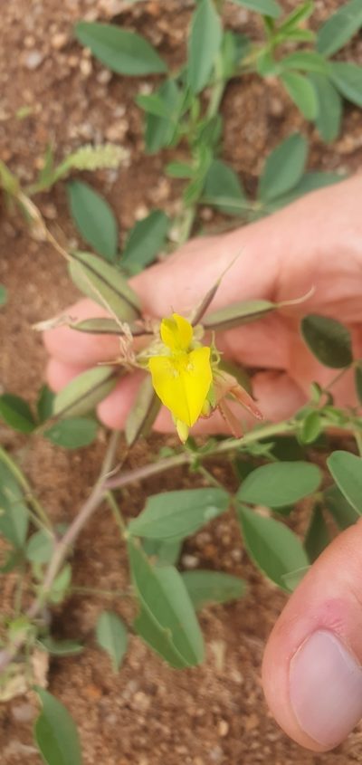 Crotalaria damarensis, photographed by Nic Knott-Craig