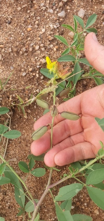 Crotalaria damarensis, photographed by Nic Knott-Craig