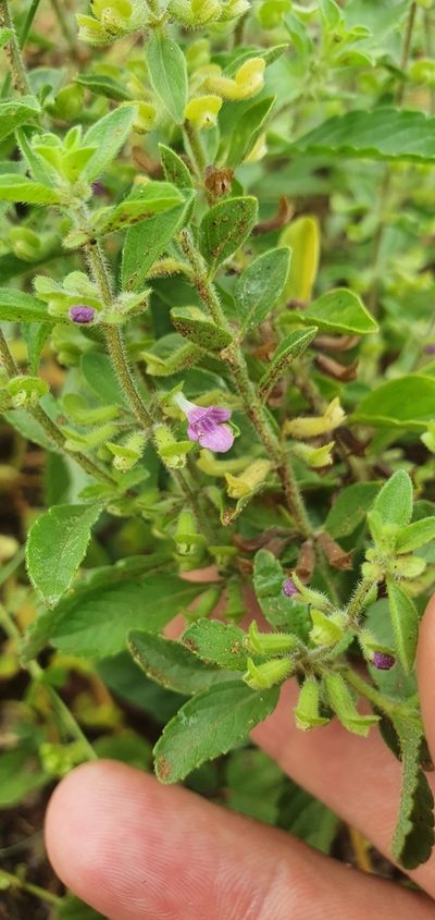 Endostemon tereticaulis, photographed by Nic Knott-Craig
