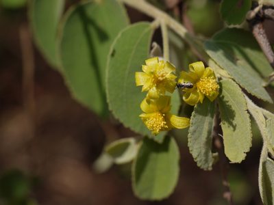 Grewia orbiculata, photographed by Dinesh Valke