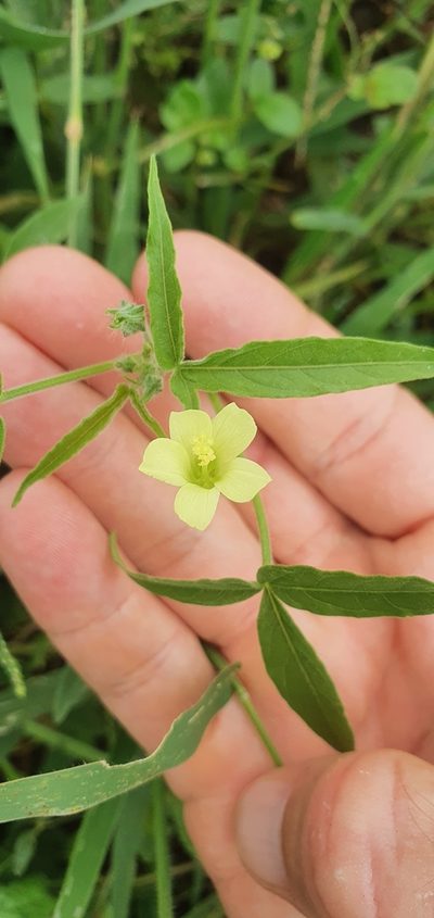 Hibiscus sidiformis, photographed by Nic Knott-Craig