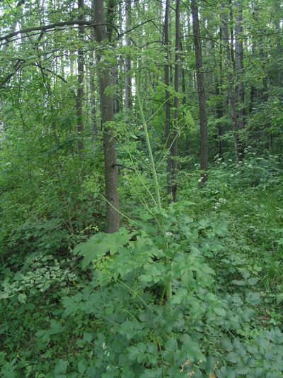 Peucedanum verticillare, photographed by Oleg Kosterin