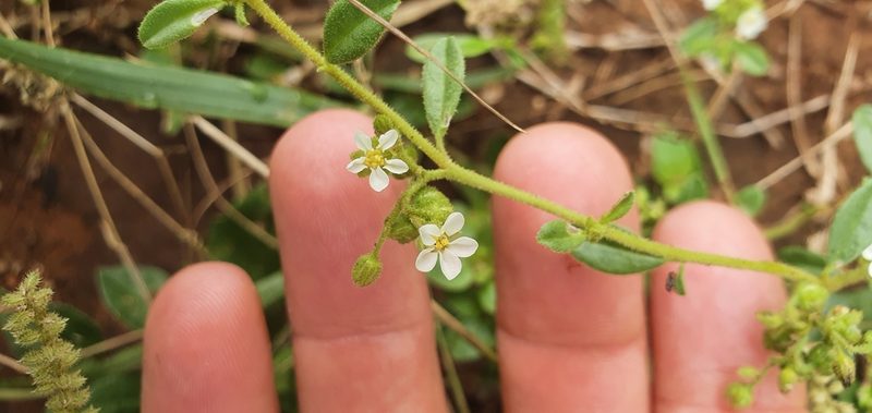 Limeum viscosum, photographed by Nic Knott-Craig