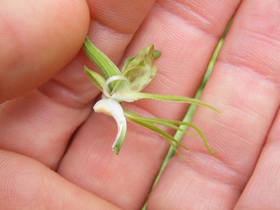 Habenaria schimperiana, photographed by Antoinette Eyssell Knox